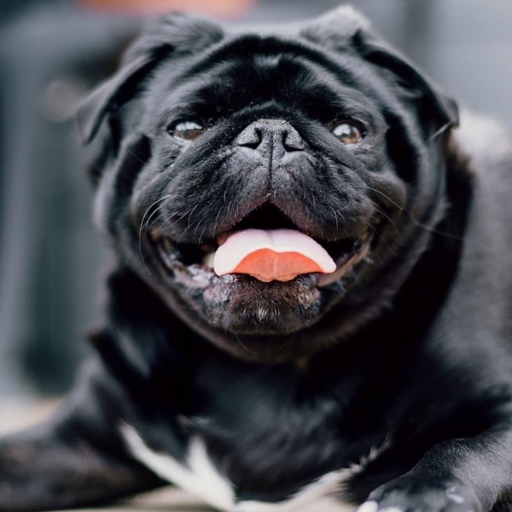 School environment for families in Amsterdam, Netherlands